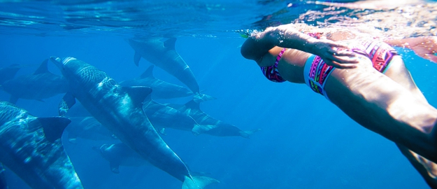 Dolphin Tour