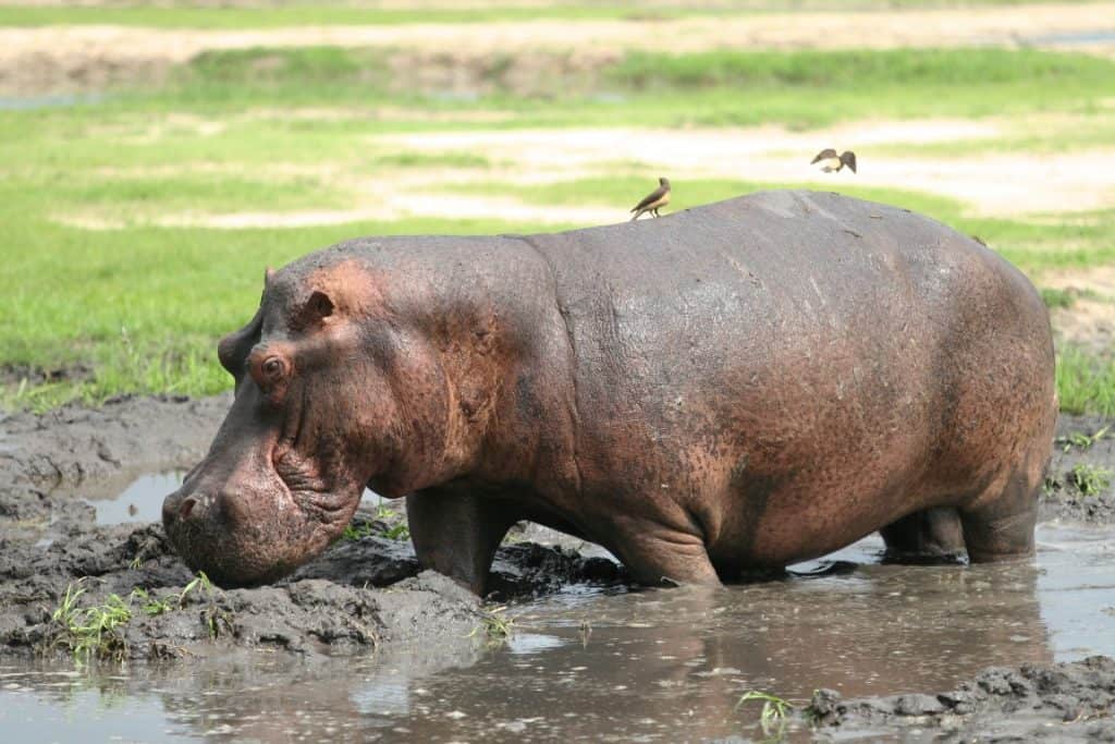Katavi Game Drive