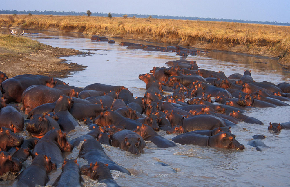 Katavi Hippos