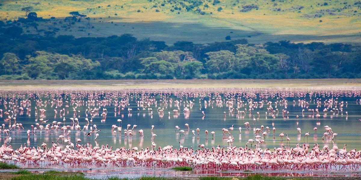 Great Migration