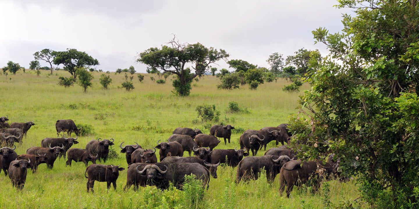 Tarangire