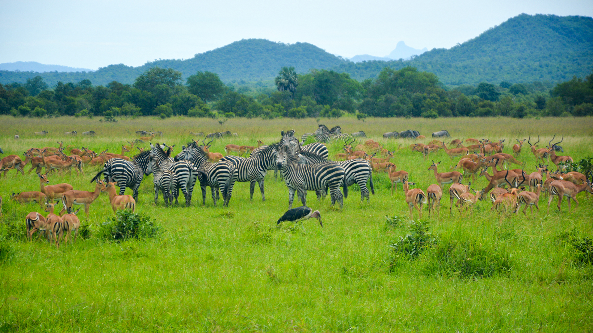 Arusha