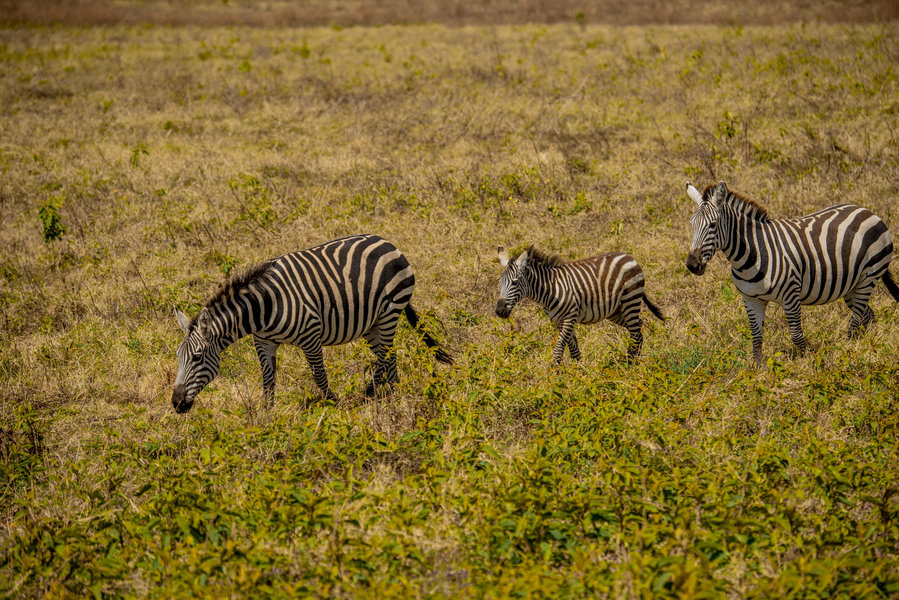 Rufiji River Boat Safari