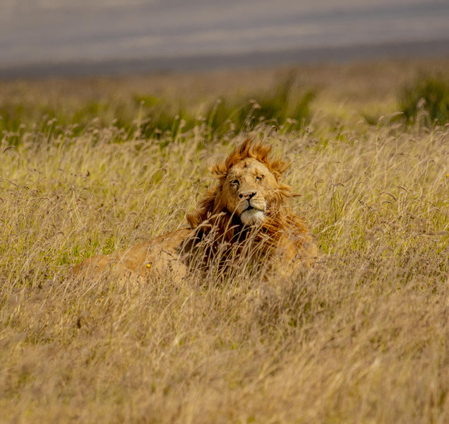 Ngorongoro