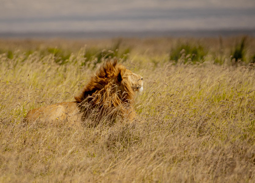 Serengeti Game Drive