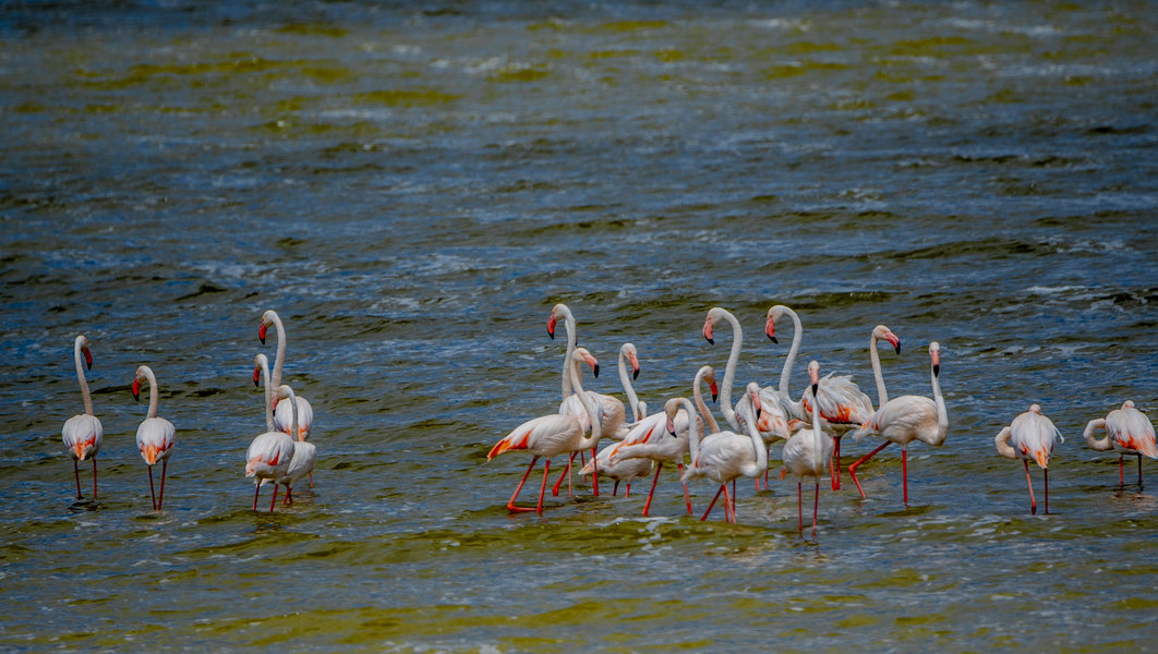 Lake Manyara Bird Watching