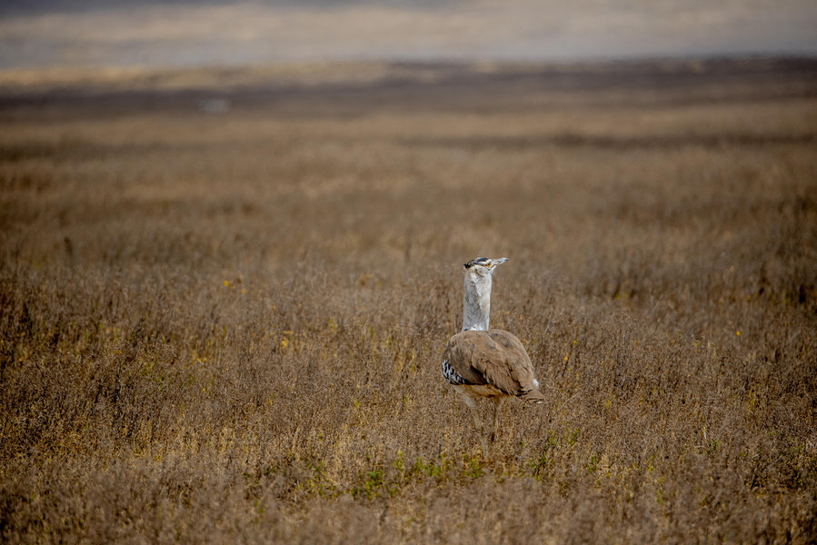 Tarangire Bird Watching
