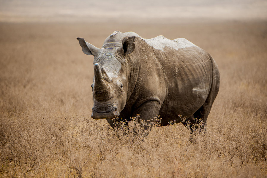 Ngorongoro Crater