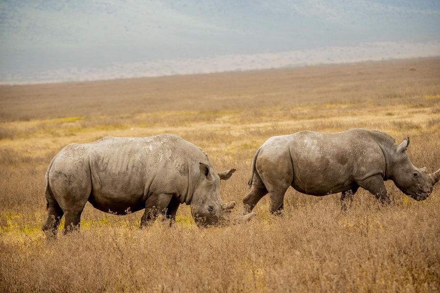 Serengeti
