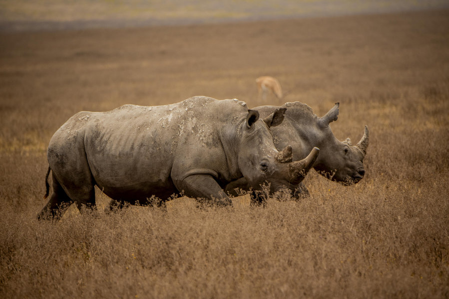 Ngorongoro Highlands