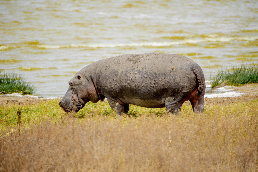 Tarangire