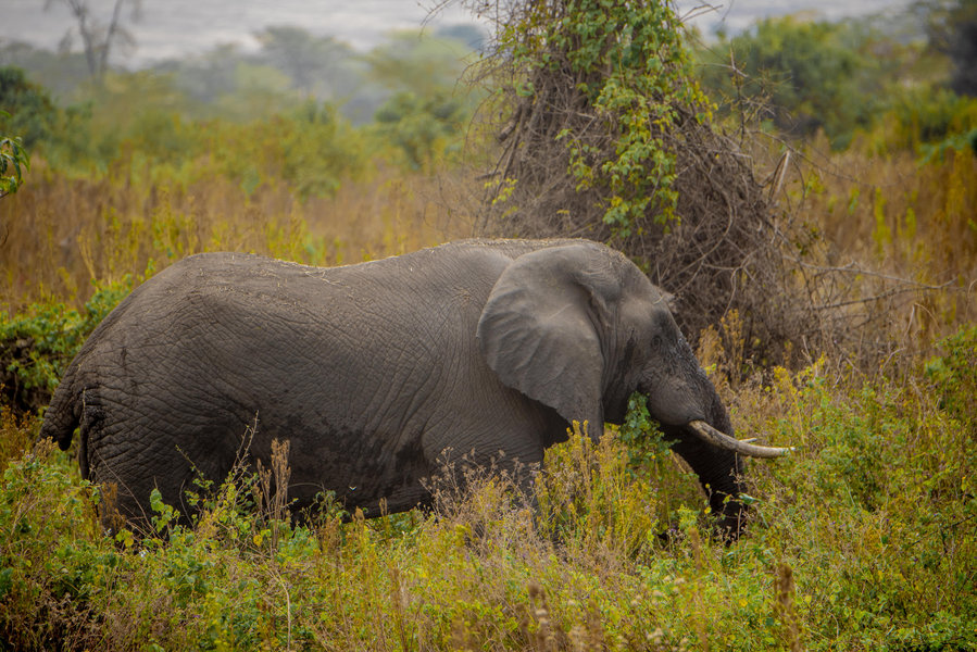 Ruaha