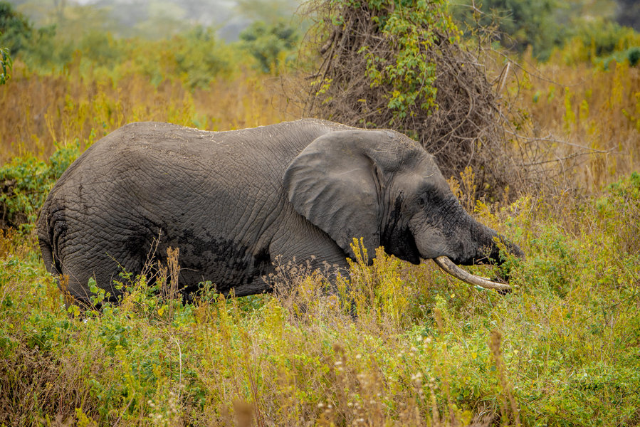 Lake Manyara Lions