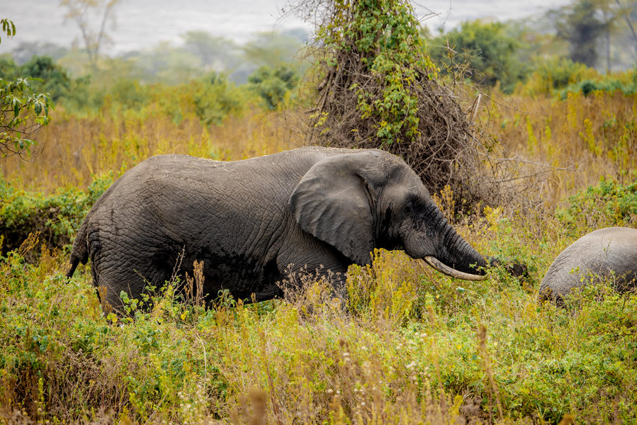 Migration Safari