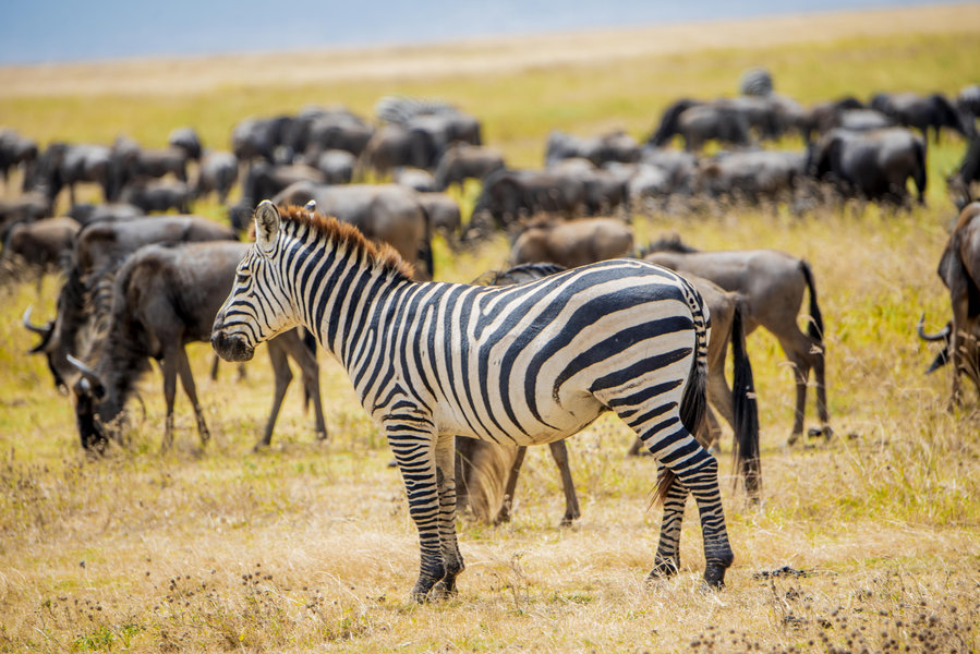 Ngorongoro
