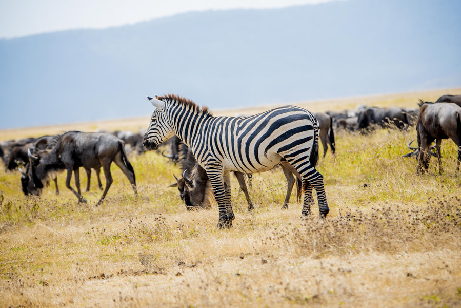 Serengeti
