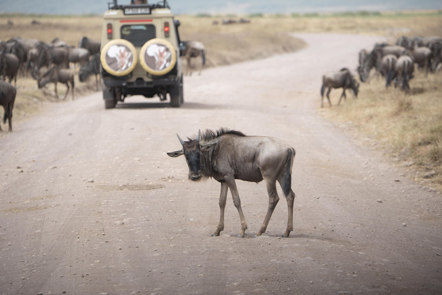 Ngorongoro