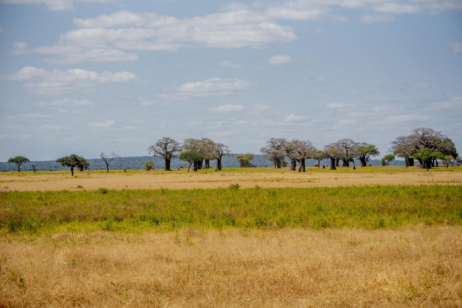 Tarangire