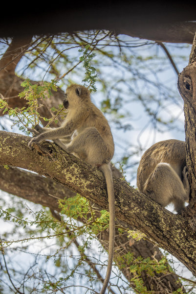 Nyerere Wildlife
