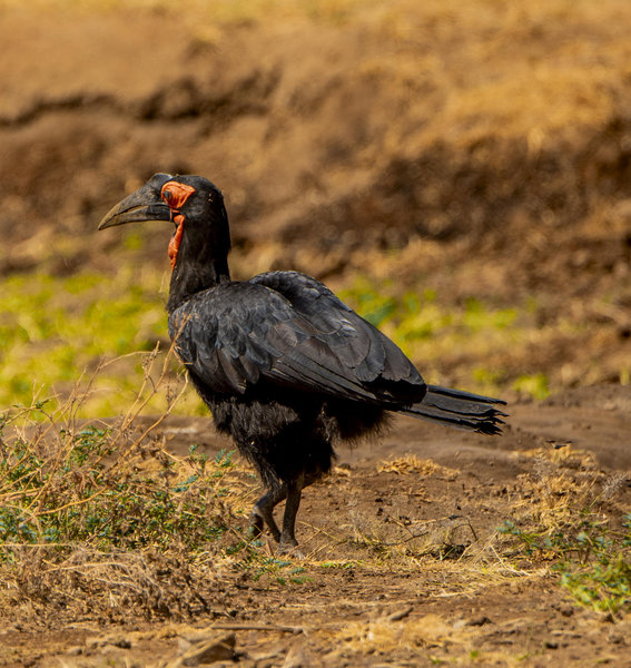Nyerere Bird Watching