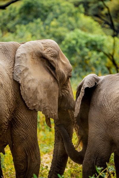 Ngorongoro