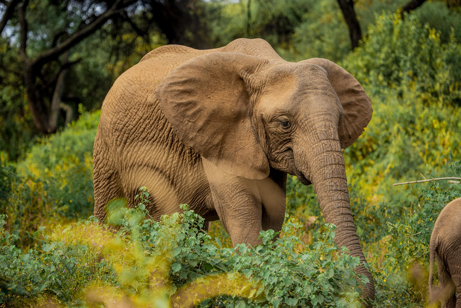 Serengeti