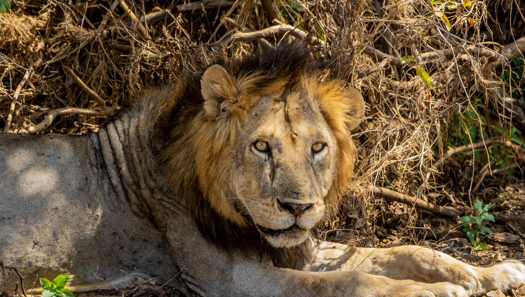Serengeti