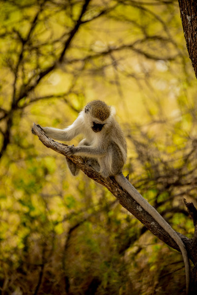 Serengeti