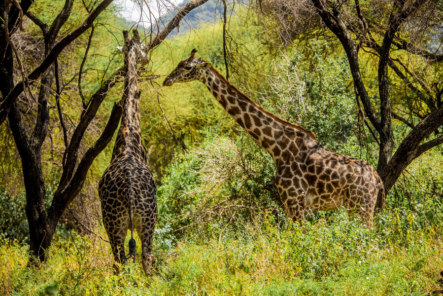 Serengeti