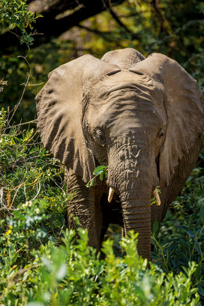 Ngorongoro