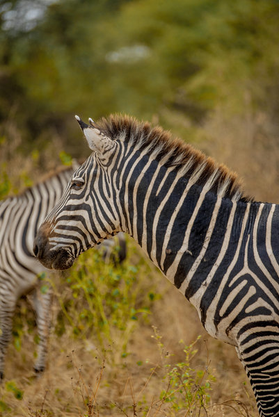 Lake Manyara Wildlife