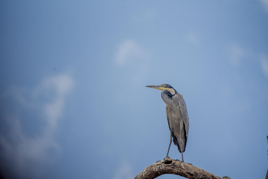Serengeti Bird Watching