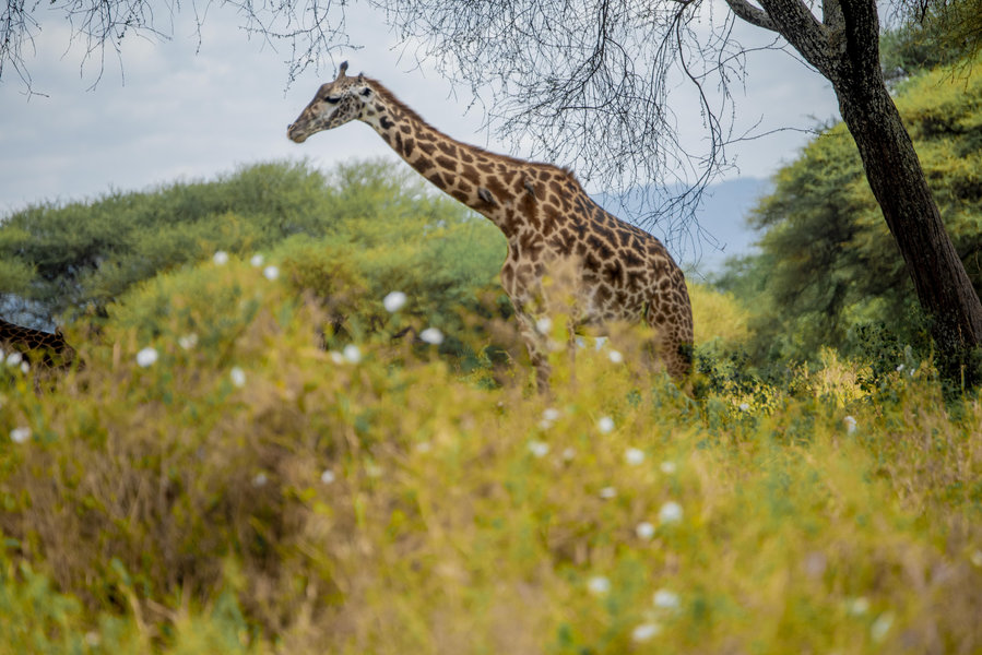 Serengeti