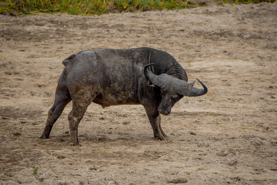 Ngorongoro