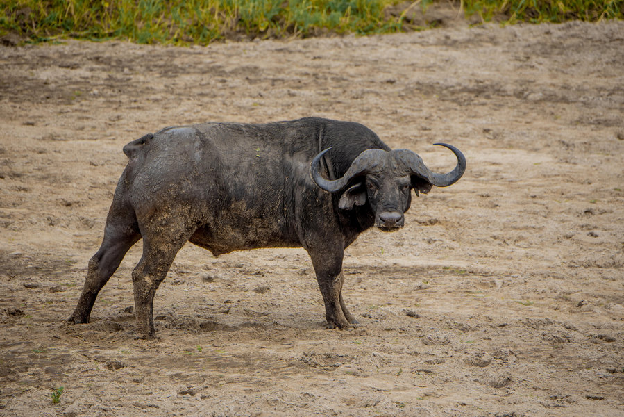 Tarangire