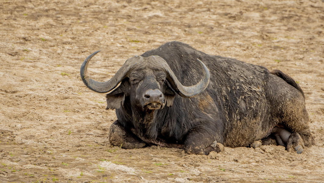 Ngorongoro