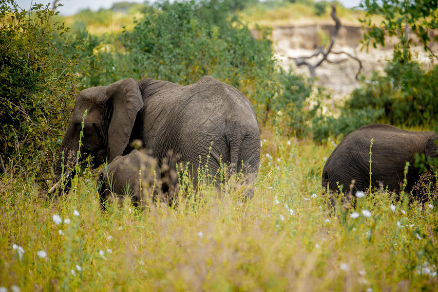 Serengeti