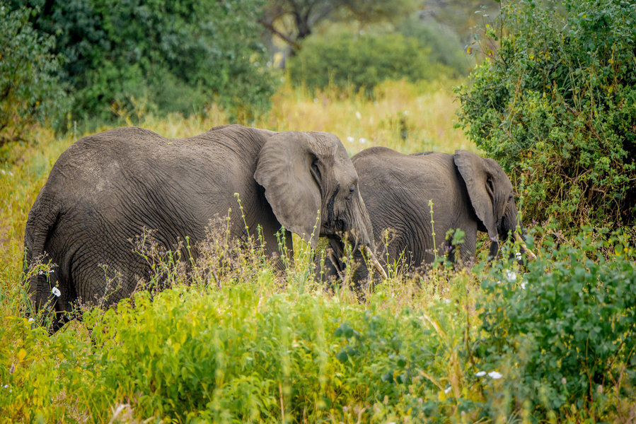 Ruaha Lions