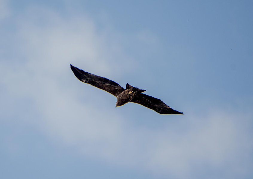 Ngorongoro