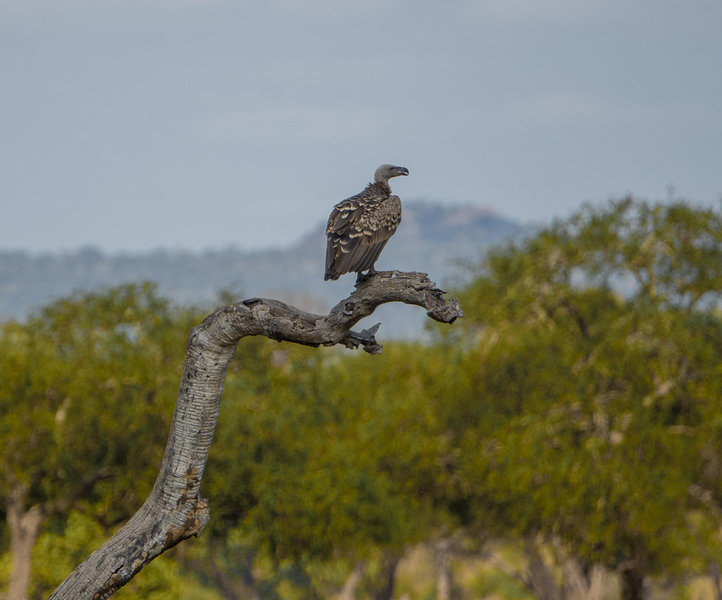 Arusha NP Bird Watching