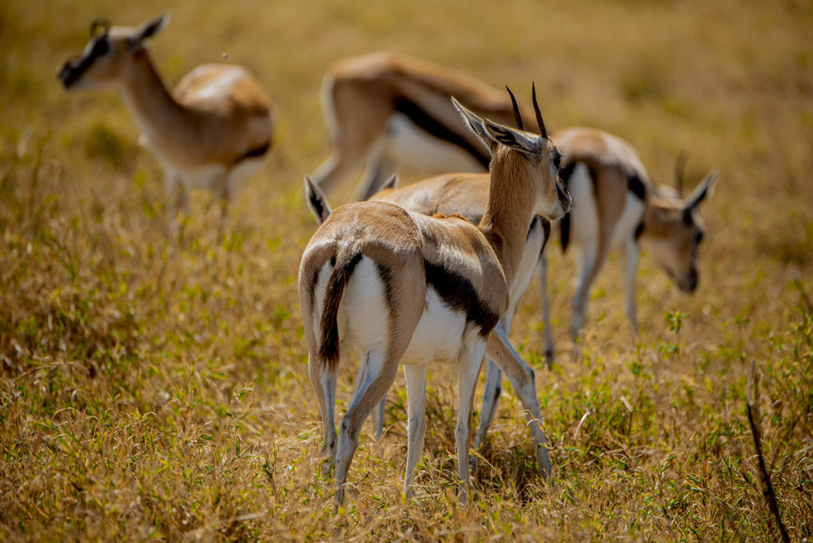 Arusha