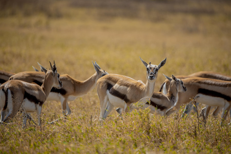 Migration Safari