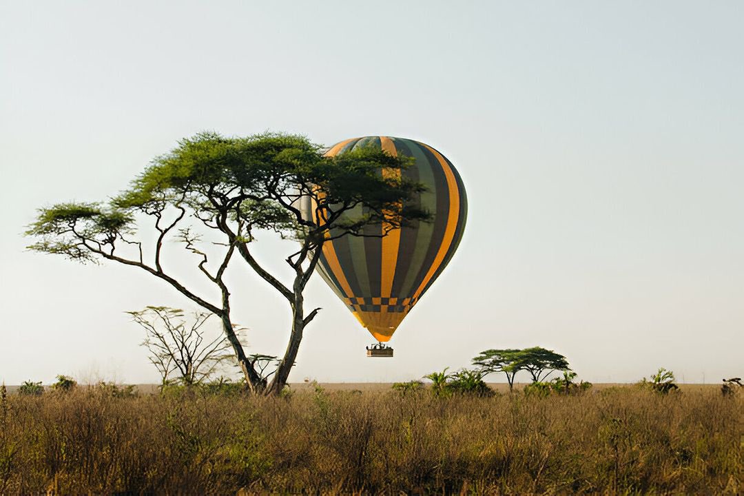 Tarangire Elephants