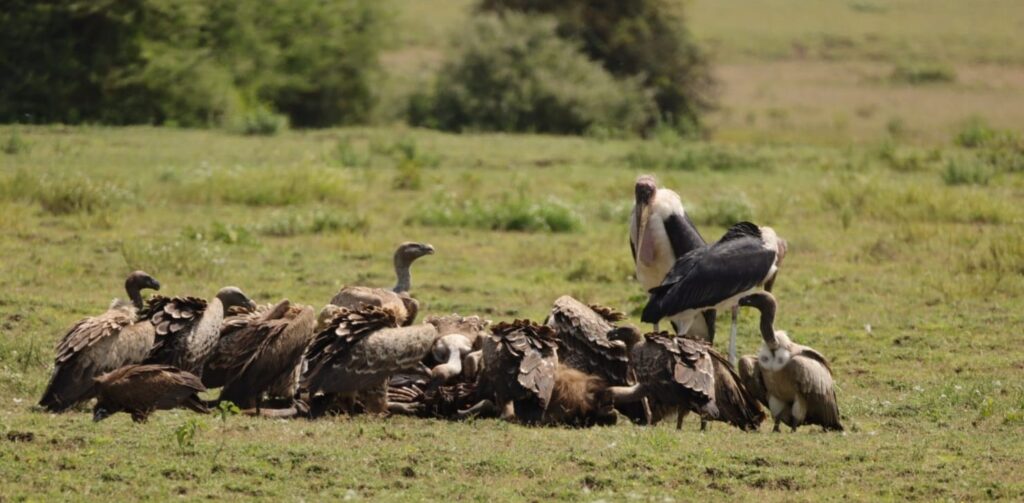 3 Days Amazing Serengeti and Ngorongoro Safari