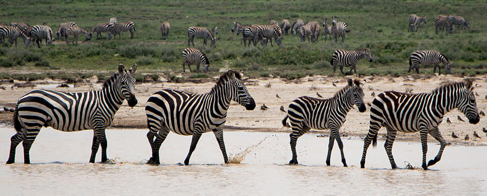 3 Days Deluxe Tarangire, Ngorongoro With Manyara Experience Adventure