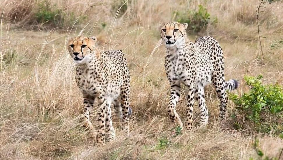 4 Days Manyara, Serengeti & Ngorongoro Best Luxury Safari