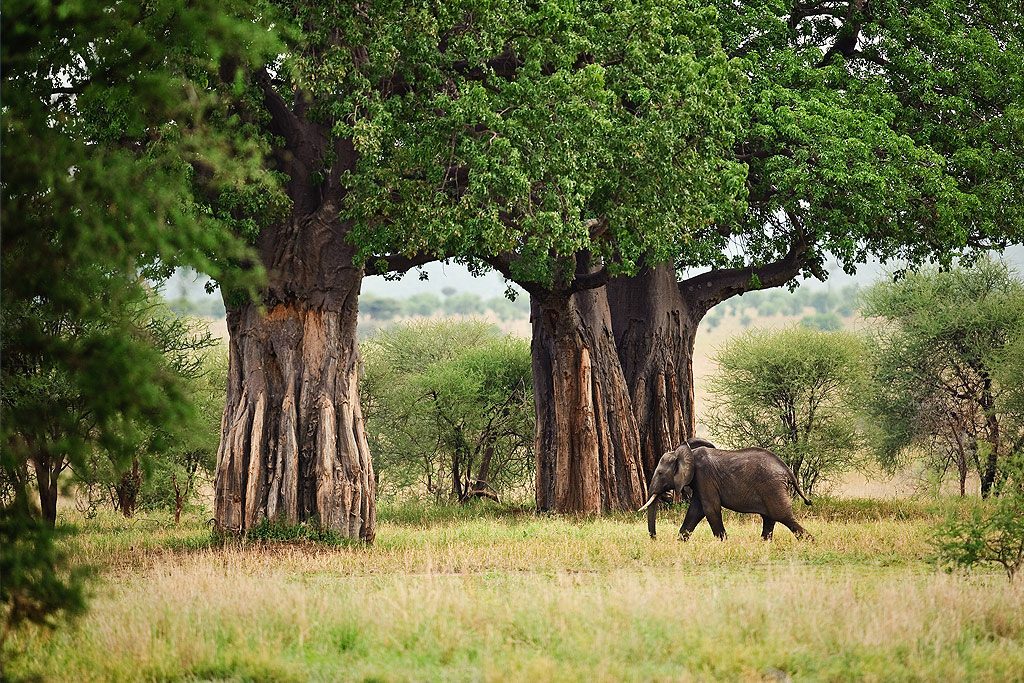 4 Days Tarangire, Serengeti & Ngorongoro Luxury Safari