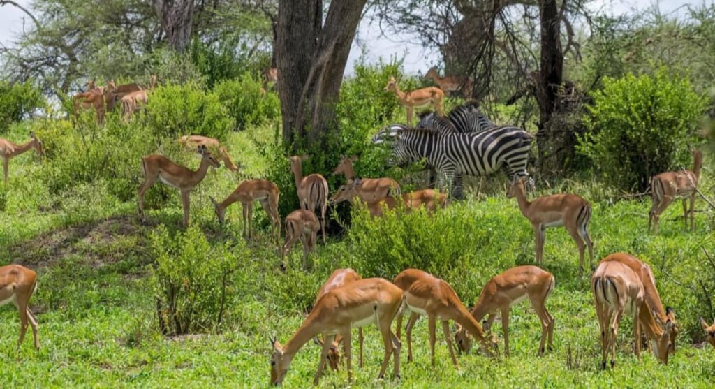 5 Days Tarangire, Serengeti, Ngorongoro & Manyara Budget Safari