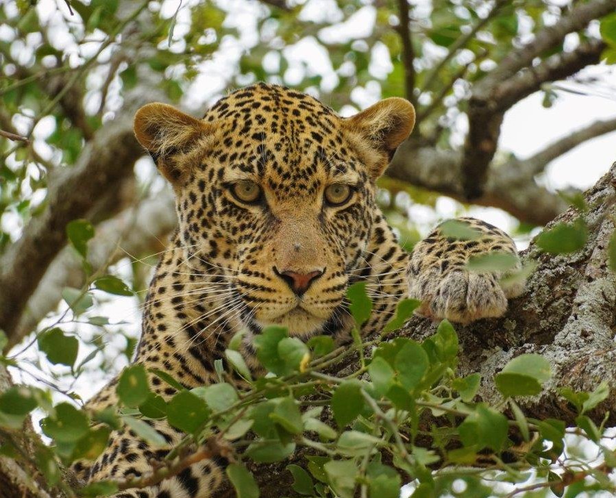 7 Days Unforgettable Safari to Big Five Animals in Tanzania