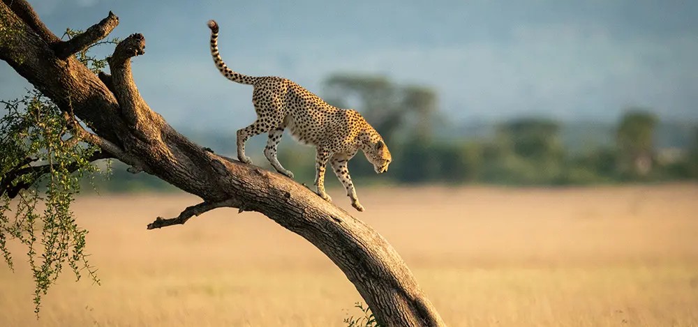 3 Days Wonderful Wildlife and Cultural Experience Trip Safari